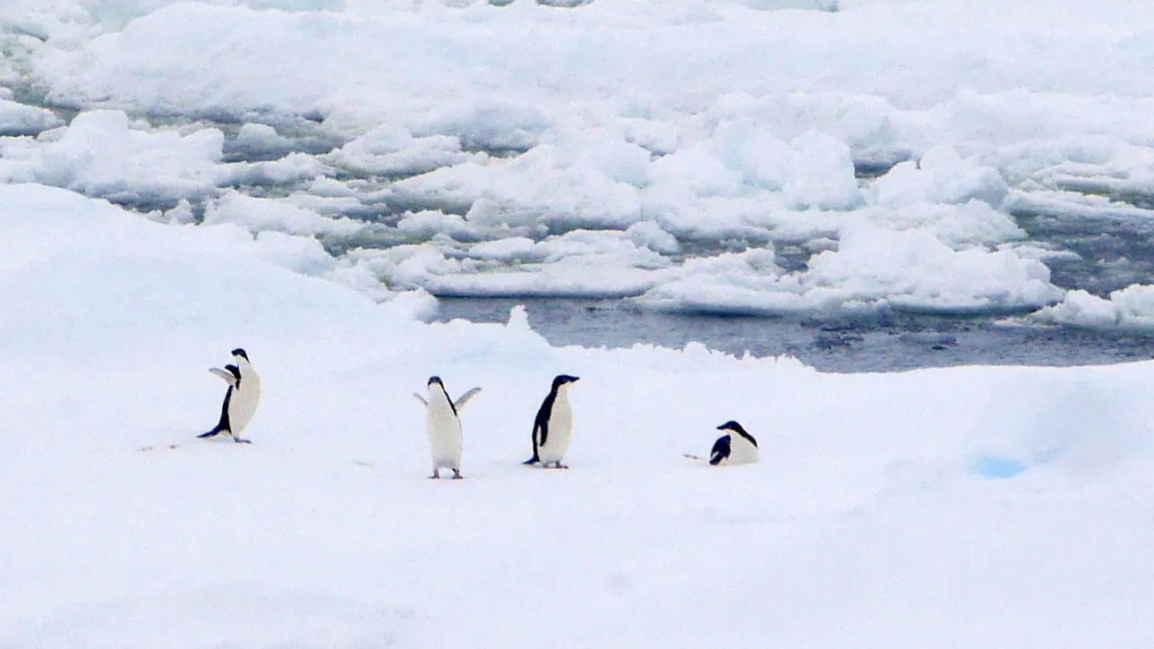 Four small penguins on an ice floe. One of them has its flippers out wide like it's waiting for a hug.