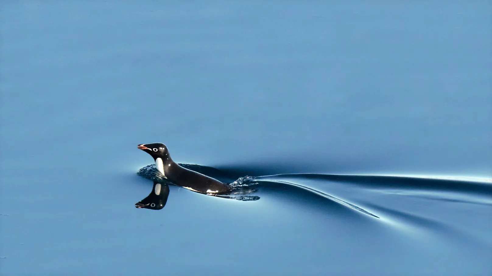 A little penguin swimming in perfectly still blue water