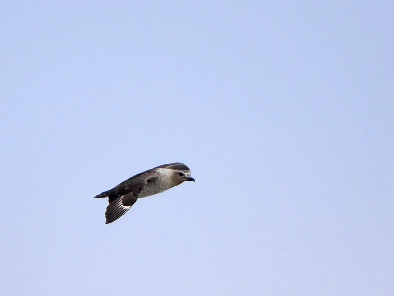 A small flying bird with a brown back and head, and a white belly and face.