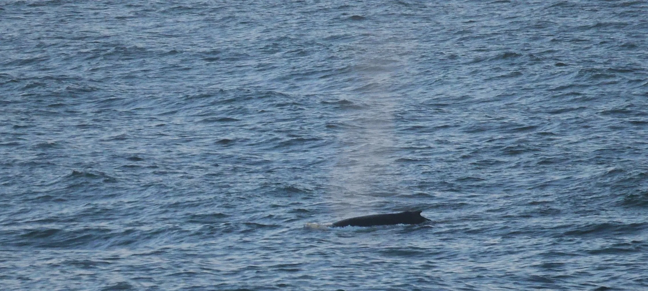 Photo of a dark whale in blue water. There is spray coming out of the whale's blowhole