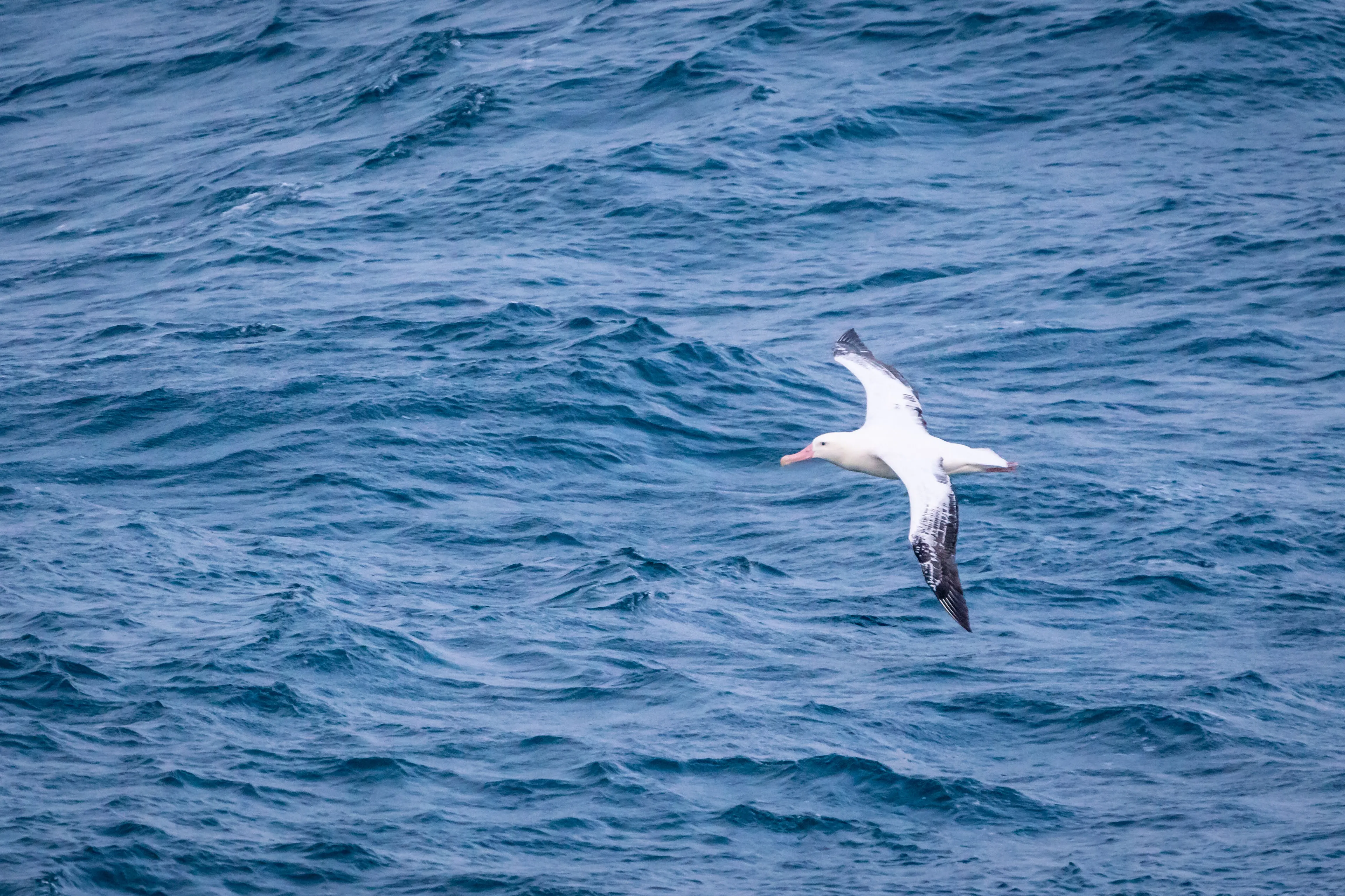 Photo of a wandering albatross: a large white bird with a pale orange bill and black wingtips flying low over deep blue water.